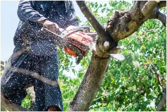 tree services Waynoka